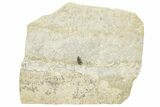 Fossil True Weevil (Curculionidae) Beetle - France #254559-1